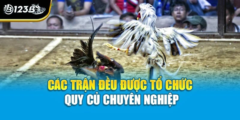 Tìm Hiểu Luật Chơi Đá Gà Trực Tuyến Chi Tiết Cho Người Mới 3 Các trận đều được tổ chức quy củ chuyên nghiệp