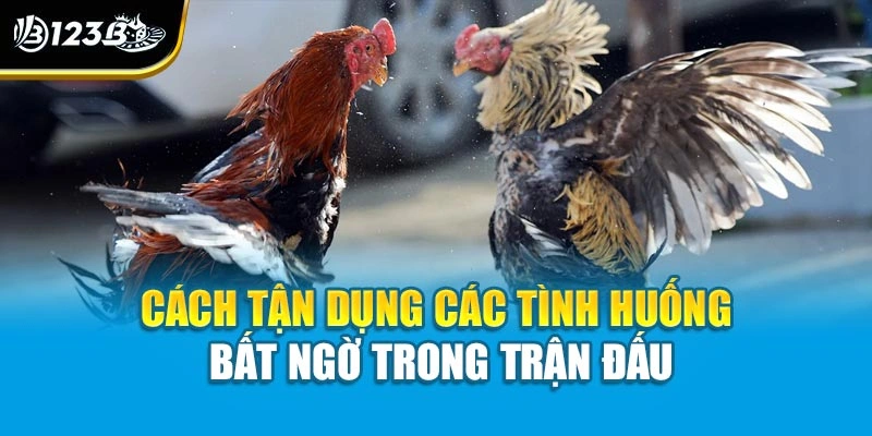 Bí Quyết Chơi Đá Gà Thắng Dễ - Chìa Khóa Làm Chủ Trận Đấu 4 Cách tận dụng các tình huống bất ngờ trong trận đấu