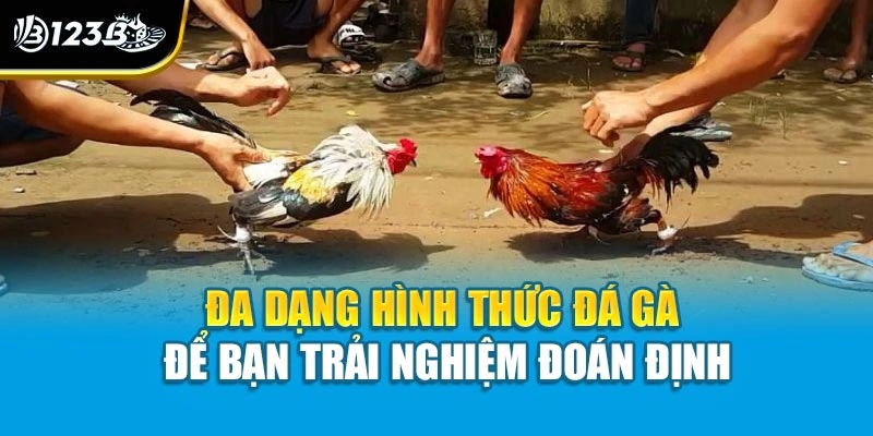 Tìm Hiểu Luật Chơi Đá Gà Trực Tuyến Chi Tiết Cho Người Mới 4 Đa dạng hình thức đá gà để bạn trải nghiệm đoán định