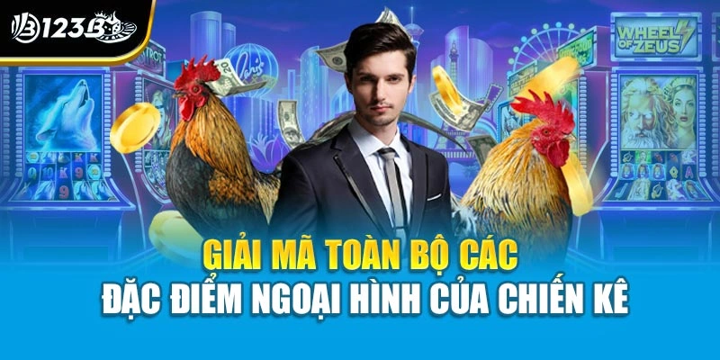 Mẹo Chọn Gà Đá - Tự Tin Chiến Thắng Với Những Lựa Chọn Hay 3 Giải mã toàn bộ các đặc điểm ngoại hình của chiến kê