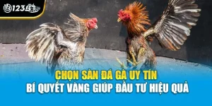 Chọn Sàn Đá Gà Uy Tín | Bí Quyết Vàng Giúp Đầu Tư Hiệu Quả
