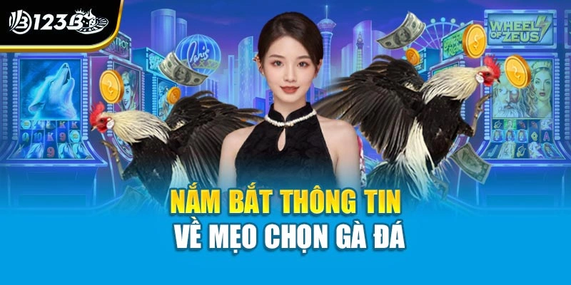 Mẹo Chọn Gà Đá - Tự Tin Chiến Thắng Với Những Lựa Chọn Hay 2 Nắm bắt thông tin về mẹo chọn gà đá