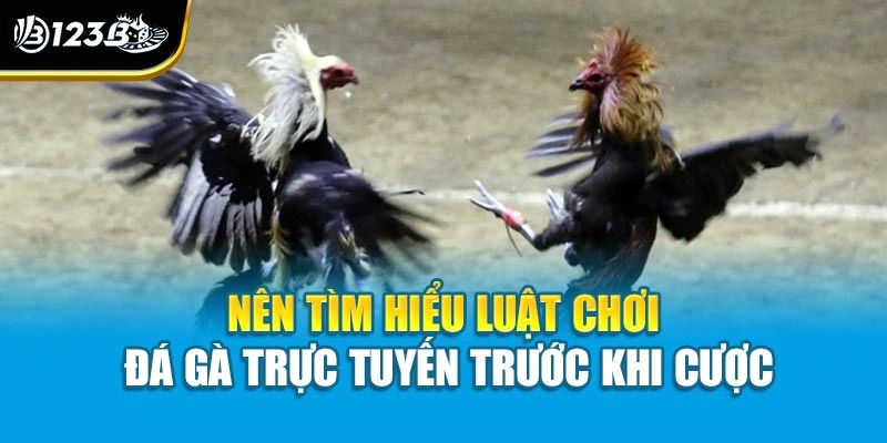 Tìm Hiểu Luật Chơi Đá Gà Trực Tuyến Chi Tiết Cho Người Mới 2 Nên tìm hiểu luật chơi đá gà trực tuyến trước khi cược