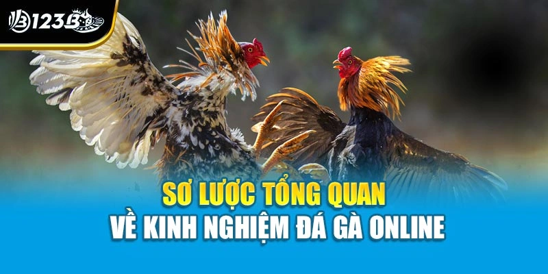 Sơ lược tổng quan về kinh nghiệm đá gà online