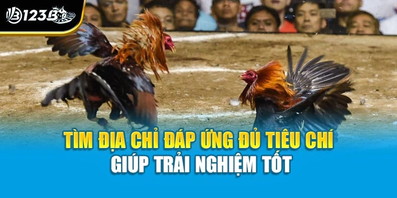 Chọn Sàn Đá Gà Uy Tín | Bí Quyết Vàng Giúp Đầu Tư Hiệu Quả 3 Tìm địa chỉ đáp ứng đủ tiêu chí giúp trải nghiệm tốt