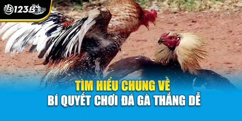 Bí Quyết Chơi Đá Gà Thắng Dễ - Chìa Khóa Làm Chủ Trận Đấu 2 Tìm hiểu chung về bí quyết chơi đá gà thắng dễ